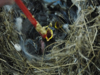 お食事中・・・・・