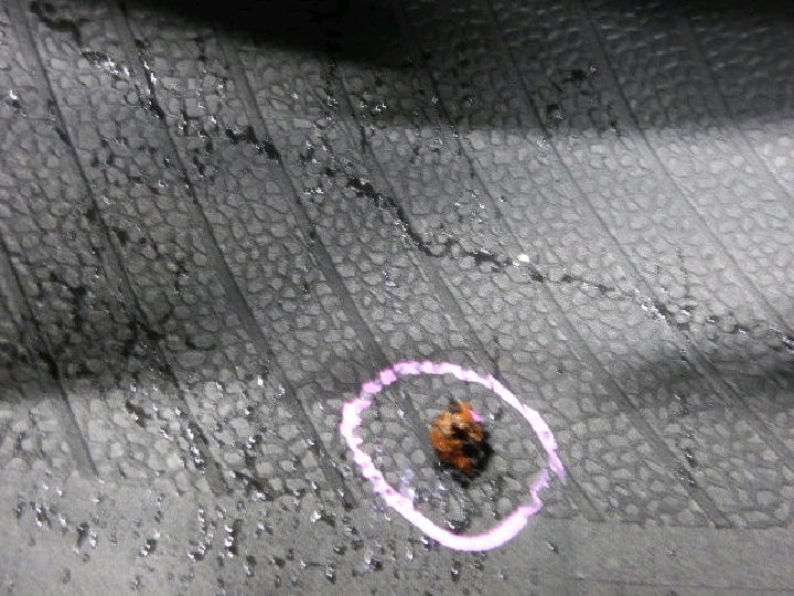 ＺＥＥＴＥＸ／ＷＰ１０００／スタッドレス／１５インチ／４本セット